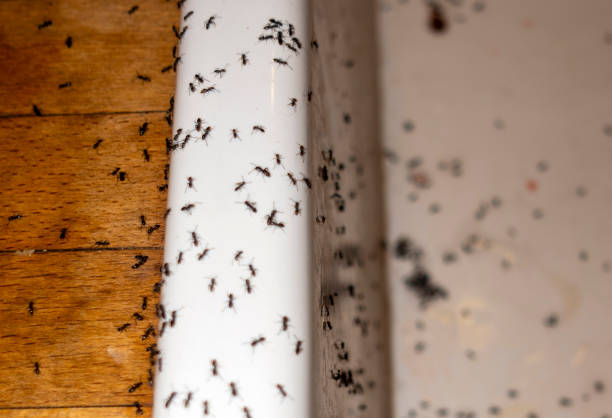 Best Commercial Pest Control Services  in Oakdale, LA